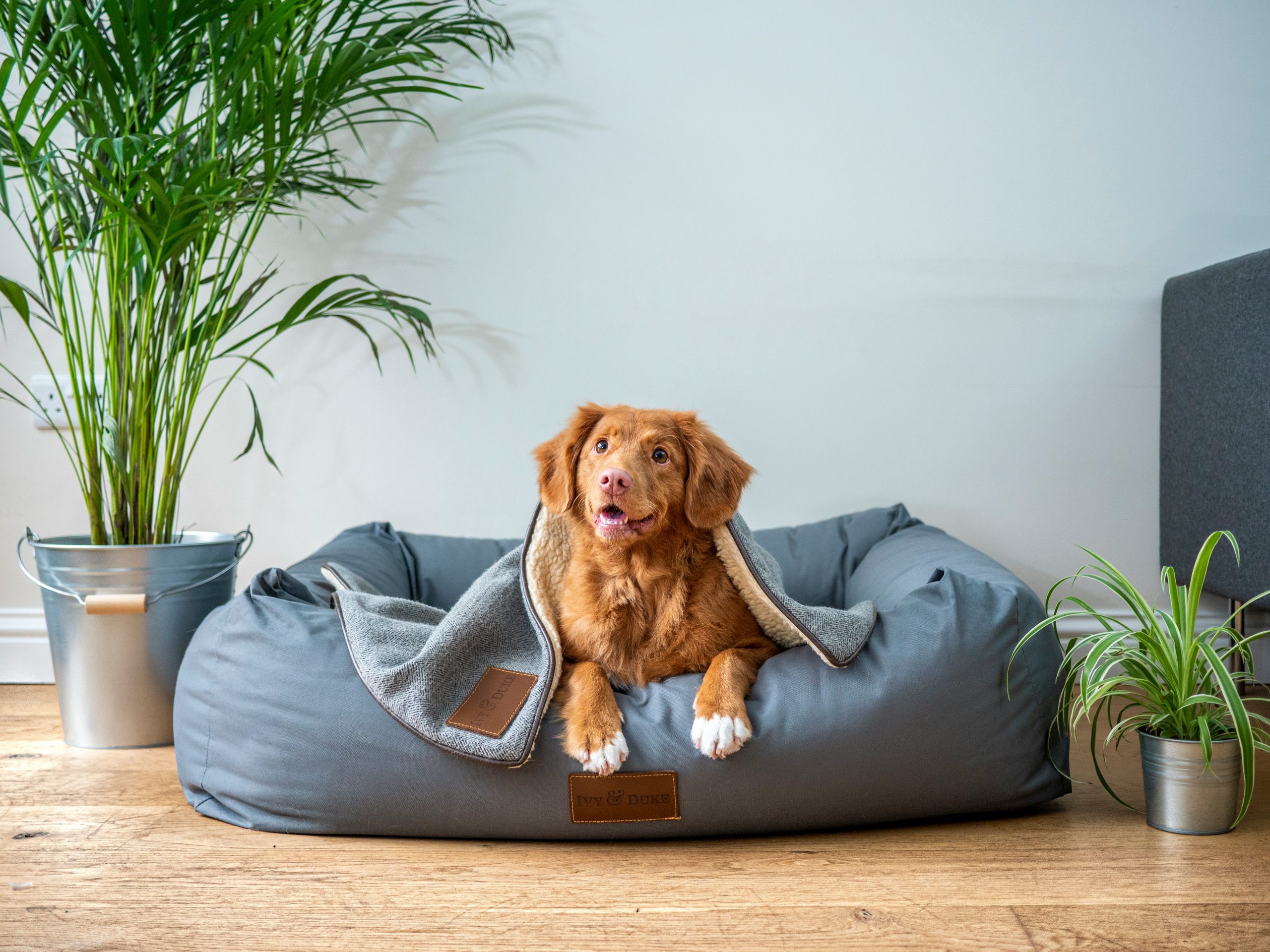 Dog on dog bed with a blanket